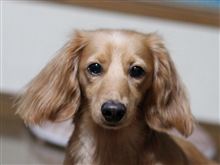 あまちゅあかめらまん・まっけん