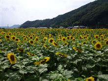 佐用町南光ひまわり祭り