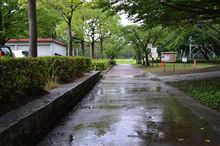 雨中犬散歩