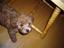 子犬との別れ・・・