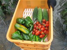 赤井川新鮮野菜