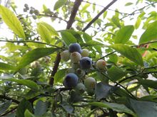 明日から夏休み