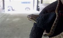 今、蛇つかまえたよ！