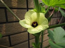 オクラの花が咲きました オクラの花が咲きました