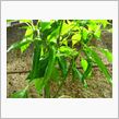 ECO☆CRZのプチ菜園～万 ...