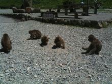 野猿公苑でお猿と戯れる