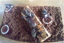 カブトムシの世界