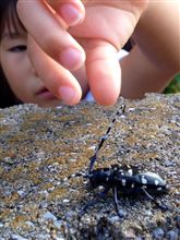 捕獲なるか！？