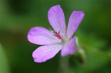 紫の花