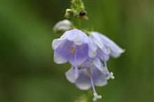 スズランみたいな花