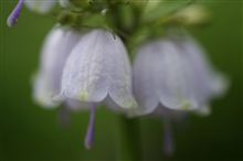 スズランみたいな花