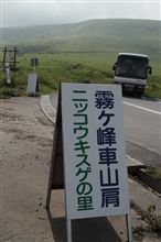 霧ヶ峰車山肩ニッコウキスゲの里