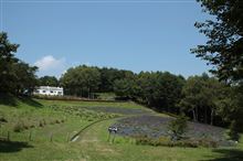 ラベンダー畑