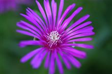 紫の花