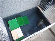 カメ吉の新しい家