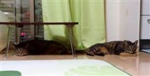 夏バテ中
