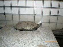 カメもダレる・・・高温注意情報