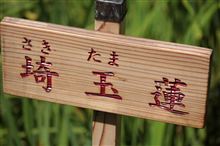 埼玉蓮
