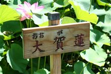 大賀蓮