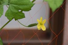 【ゴーヤ】雌花咲いています♪