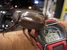 カブトムシ♪