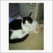 仔猫にゃん ２
