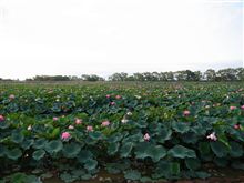 みずの森のハス園