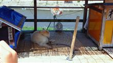 涼むわさお 涼むわさお