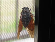 夏休みの出来事