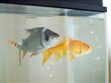 たまには熱帯魚ネタも‥ たまには熱帯魚ネタも‥