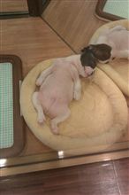 おやじどの～