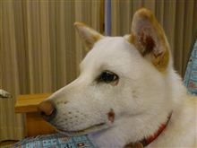 ばにら子さんのかさぶたが取れた～…。