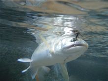 夏の山女魚