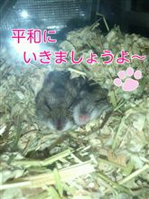 枝豆さん、初収穫です