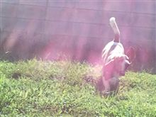 ドッグラン ドッグラン