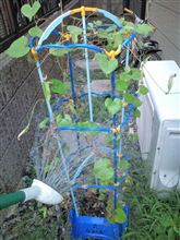 さらに暑くなるそうな・・・(○｀。 &#180;○)ｳﾍ!!