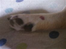 散歩中の出来事