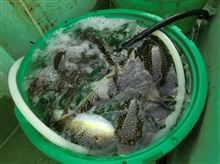 ショウサイフグ（昭栄丸）