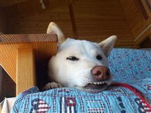 今日はブサ顔～（＾＾；）・・・。