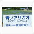 青いアサガオ（ヘブンリーブルー）