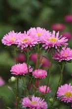 赤紫の花