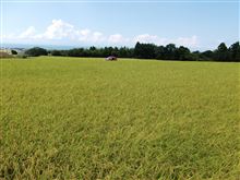 新米の季節だよ。 新米の季節だよ。