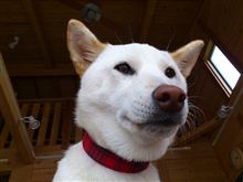 ネタがないからブサ顔②～（＾＾）・・・。