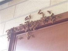 玄関の扉に・・・