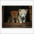 約１年前のばにら子・・・。