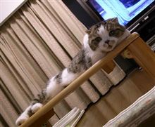 本日の「ちょび」・・・夏バテ？甘え？