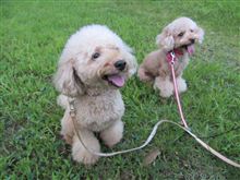 愛犬との近隣散策 ～ まだまだ暑いです ～