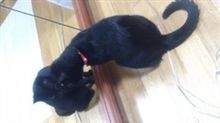 おまえは猫だ！！
