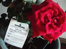 Ｓａｉｔａ”薔薇”ハイブリッドが（喜