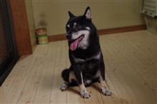 ガオ君１１才。